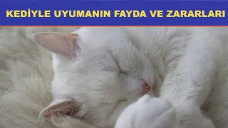 Kediyle Uyumanın Zararları ve Faydaları Nelerdir?