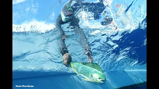 How to Tag Dolphinfish