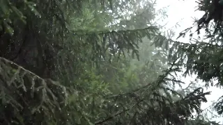 Relaxing Rain Afternoon in The Forest Light Rain and Wind Under The Trees