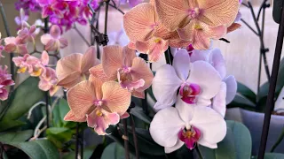 Пересадка Орхидеи из торфяного стакана