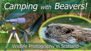 Wild Camping with Scottish Beavers | Wildlife Photography | Nikon Z7 | DJI Osmo Pocket