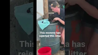 Momma Rejected Baby Rabbits, Force Feeding Baby Rabbits, Rabbit Killed Her Babies