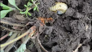Личинка майского жука (хрущ) на клубнике. Как бороться.