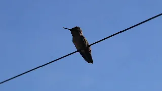 Recently fledged Anna's hummingbird working on the song