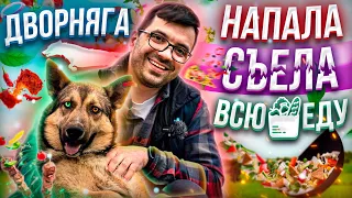 Дворняга НАПАЛА и СЪЕЛА нашу еду. *Мы очень удивились*