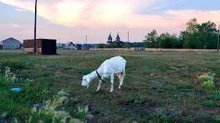 Коза на привязи в Уйском селе.