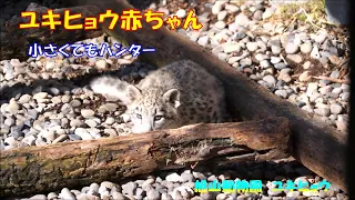 旭山動物園 ユキヒョウ（ジーマと赤ちゃん）小さくてもハンター