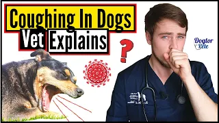 Top 8 MOST COMMON Causes Of COUGHING In Dogs | When To Worry About Your Dog's Cough | Vet Explains
