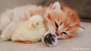 kittens walk with a chicken,kitten sleeps sweetly with the chicken,kittens sleeps sweetly