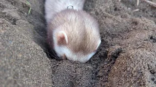 Ferret digging a hole