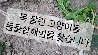 목 잘린 고양이 사체) 금천구 고양이를 살해 한 동물학대범을 잡아야 합니다