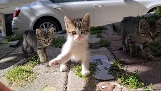 Curious and Playful Little Kittens.