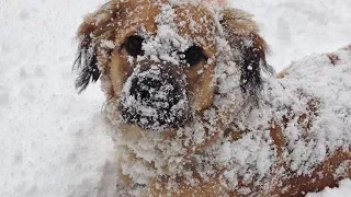 Dog’s Tied To A Bench And Left To Freeze, Still Finds It In Herself To Trust People!