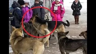 Мы кричали, но люди разбегались, как тараканы!!! На помощь детям пришли бродячие собаки...