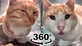 mr fresh cats meme 360º