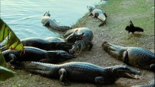 Série JR: mulher alimenta mais de 60 jacarés no Pantanal