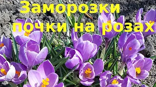 Весенние заморозки.  Что делать с розами