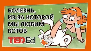 🔶 Существует ли болезнь, из-за которой мы любим котов? [TED-Ed на русском]