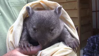 Wombat rescue