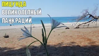 ПИЦУНДА 2019 | Великолепный панкраций на берегу моря | Черноморское побережье