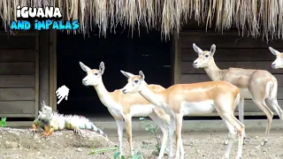 The Incredible Bond Between Iguanas and Impalas is Truly Remarkable