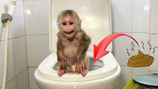 Monkey NANA knows how to defecate in the toilet without help