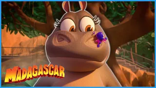 Babysitting is harder than it looks! | Compilation | DreamWorks Madagascar