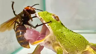 WARNING LIVE FEEDING! ! The Green Pacman frog eats Asian giant hornet?