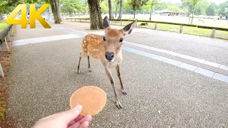 【4K】Feeding Deer at Nara Park in Japan - Nara Park 奈良公園