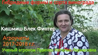 Кишмиш Блек фингер-виноград Пузенко Натальи Лариасовны