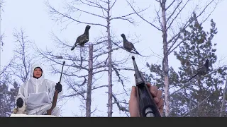 CAPERCAILLIE HUNTING IN SIBERIA. YAKUTIA