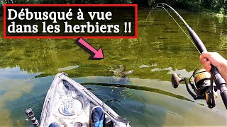 ILS ATTAQUENT EMBUSQUES DANS LES HERBIERS - PECHE AU POISSON MORT MANIE