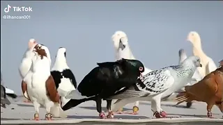 世界上最美丽的鸽子 الحمام حلو بس المعلمية بالتصوير انتو شو رايكم