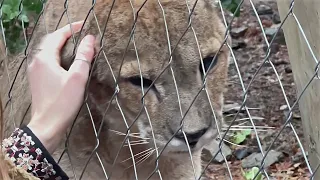 Приют в лесной глуши в Чили спасает диких животных