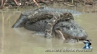 Python vs Alligator 13    Real Fight    Python attacks Alligator   YouTube 1