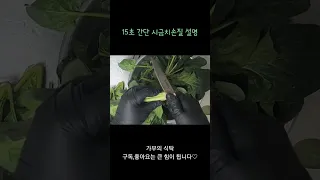 #15초 #간단한 #시금치손질 #야채 #손질법 #쉽다 #간단하다 #나도 #할수있다