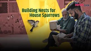 India's Nest Man is Building Homes for House Sparrows