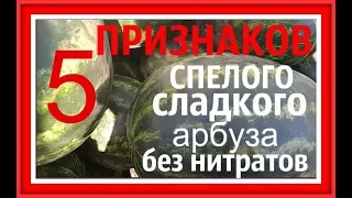 Как выбрать самый спелый арбуз  Как выбрать самый вкусный арбуз  Как правильно выбрать хороший арбуз