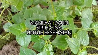 19 MANFAAT DAN KHASIAT SIRIH CINA