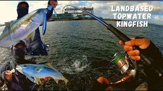 Topwater Kingfish landbased (NEW PB) Botany Bay