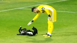 QUANDO ANIMAIS INVADEM O CAMPO DE FUTEBOL