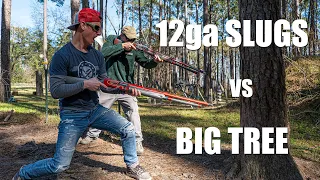 Shotgun Slugs vs BIG Tree 🌲with Dustin Ellermann | Gould Brothers