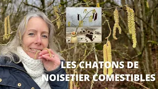 Chatons de noisetier comestibles