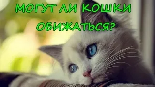 МОГУТ ЛИ КОШКИ ОБИЖАТЬСЯ?  Что чувствуют кошки к хозяину?   CAN CATS BE OFFENDED?