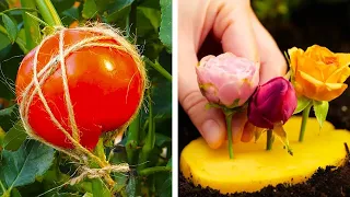 DIY Pflanzenliebhaber: Schnelle & innovative Pflanzenpflegelösungen, die du kennen musst! 🌿
