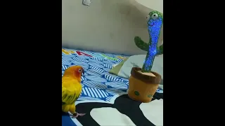 Cheerful pet parrot dances with wiggly toy cactus in bedroom