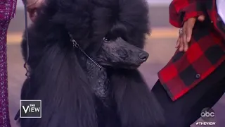 Westminster Dog Show Winner Siba | The View