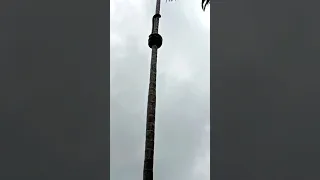 snake climb a tall palm tree very fast😳 #shorts #wildlife #animals #snakes