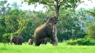 Amazing Nature | Elephant casually break down tree branches to satiate the hunger