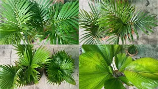 Best Palm Varieties for both Indoor and outdoor | Palm Plant Varieties | Techngarden